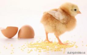 小鸡第一个月怎么养,出生一个月的小鸡吃什么？