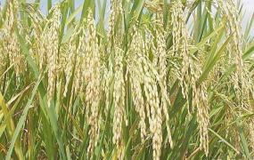 杂交水稻的意义,袁隆平培育杂交水稻有什么意义？
