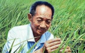 杂交水稻的意义,中国的杂交水稻是如何诞生的？