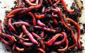 世界上最长的蚯蚓,蚯蚓喂什么才能长的又红又结实？