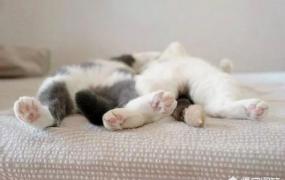 睡姿看性格图解,谁知道猫睡觉的姿势代表什么？