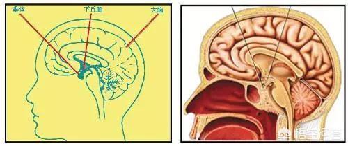 男人性功能器官,男性性功能下降与脑疾病有关吗？