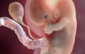 四个月胎儿图片,怀孕两个多月时，胎儿长什么样？