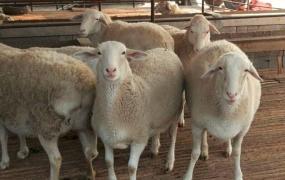 养羊应该注意什么,养羊驱虫有哪些误区需要注意？