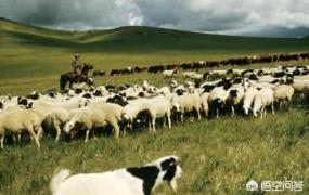 养羊应该注意什么,在夏天，农村养羊应该注意什么？