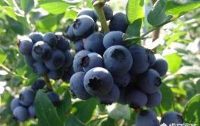 蓝莓树,五年蓝莓树一棵能产多少斤？