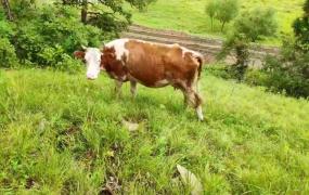 牛黄是什么,有牛黄的牛都有什么外在症状？