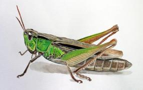 昆虫都有哪些,有哪些小时候常见的昆虫？