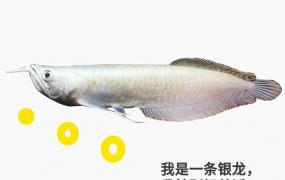 银龙鱼怎么养及喂养技巧,养银龙鱼需要什么样的水？