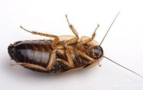 小强蟑螂怎么杀死,怎么快速有效的消灭蟑螂？