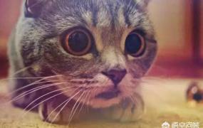 瞳孔变大是怎么回事,猫为什么好奇的时候瞳孔会变大？