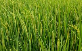 最早种植水稻的国家,中国的水稻最早在西北种植吗？