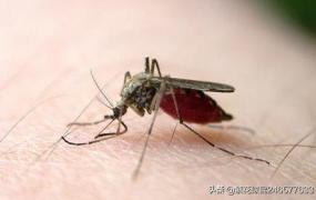 什么血型最招蚊子,为什么感觉O型血更容易招蚊子？