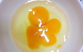 受精鸡蛋与没受精鸡蛋有啥区别,怎么区别土鸡蛋和普通鸡蛋？