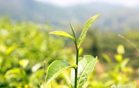 树苗怎么种,茶树苗如何进行移栽种植？