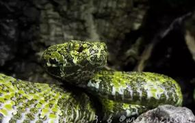 中国十大毒蛇排名,你认为国内最毒的蛇是哪一种？