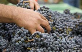 葡萄酒怎么酿造,优质葡萄酒是如何酿造的？