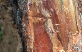 松脂是什么东西,松树剩下的油脂木，是沉香吗？