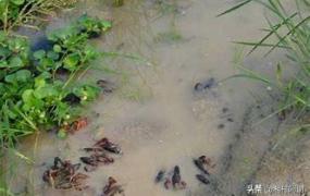 中国龙虾网,怎样才能减少小龙虾闷死的数量？