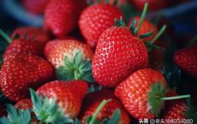 如何种草莓,草莓应该在阴凉的地方种植吗？