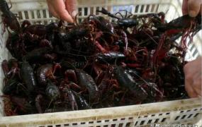 中国龙虾网,养殖小龙虾，明年入行好吗？