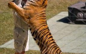 最大的老虎,苏门答腊虎的最大个体有多大？