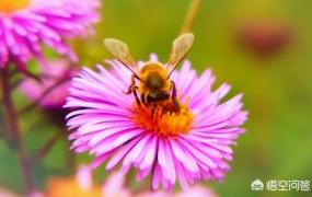 蜜蜂采蜜,蜜蜂传递花粉起什么作用？