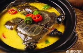 王八汤的功效与作用,黄茋炖鳖鱼的功效有哪些？