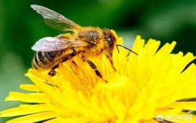 蜜蜂的种类,东方蜜蜂有哪些自然品种？