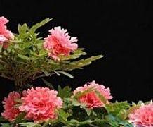 玫瑰花有什么作用与功效,牡丹花和玫瑰花各有什么用途？