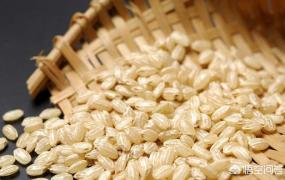 糙米怎么吃,糙米如何与食疗养生结合？