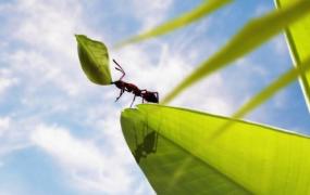 白蚁是什么样子,白蚁最小的时候是什么样子图片？