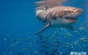 鲨鱼牙,鲨鱼一生要换多少颗牙齿？