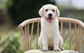 犬细小病毒,两三个月狗狗得细小怎么治疗？