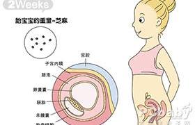 22周胎儿在腹中图片,怀孕6个月时，胎儿长什么样子？