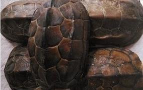 史上最大龟壳,乌龟壳有什么作用和功效？