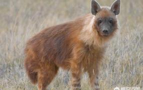 非洲鬣狗,非洲鬣狗和斑点鬣狗怎么区分？