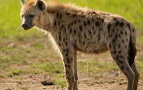 非洲鬣狗,美洲豹能否轻易干掉斑鬣狗呢？