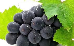 中国中原地区种植葡萄,葡萄全国可以普及种植吗？
