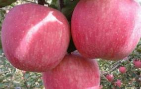 夏娃的苹果,苹果树上，最好吃的苹果在哪里？