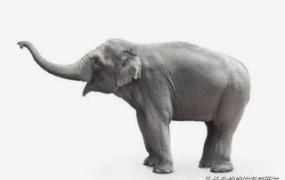 大象的寓意和象征,大象象征着什么意义（寓意）？