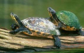 你有什么办法让乌龟飞起来,乌龟缸怎么快速养出绿水？