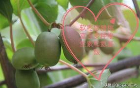 翠玉灵,软枣猕猴桃哪个品种最好？