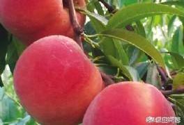 木桂,苹果哪个品种收入比较高？