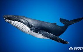 蓝鲸自杀游戏,鲸鱼大面积的搁浅的原因是什么？