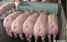 得了非洲猪瘟怎么办,猪场得非洲猪瘟多久可以复产？
