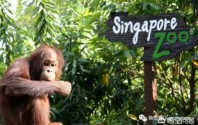 动物园里动物100种,新加坡动物园里有哪些明星动物？