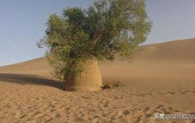 沙漠的沙子为什么不能用,沙漠中的沙子能当建筑材料？