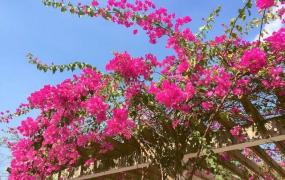 厦门属于,厦门的市花和市树分别是什么？