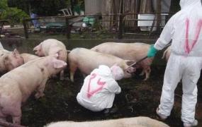非洲猪瘟先死母猪,母猪感染非洲猪瘟的症状？